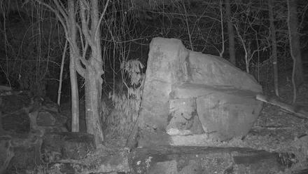 Ambassador Wolves Live Webcam at the Wolf Conservation Center - Nov 23, 2025, 3:00am EST