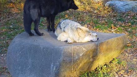 Ambassador Wolves Live Webcam at the Wolf Conservation Center - Nov 4, 2025, 7:52am EST
