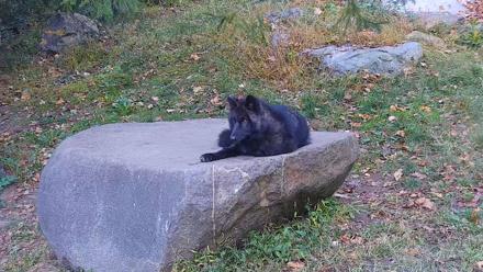 Ambassador Wolves Live Webcam at the Wolf Conservation Center - Oct 19, 2025, 8:21am EDT