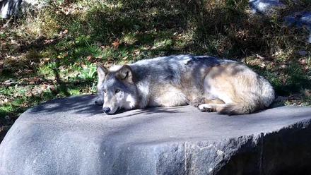 Ambassador Wolves Live Webcam at the Wolf Conservation Center - Oct 25, 2025, 12:57pm EDT