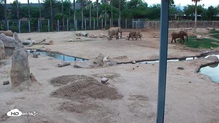 Reid Park Zoo Elephant Mudpit Live Webcam - May 19, 2026, 6:43pm MST