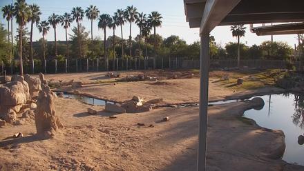Reid Park Zoo Elephant Mudpit Live Webcam - Oct 30, 2025, 4:34pm MST