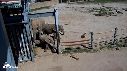 Reid Park Zoo Elephant Mudpit Live Webcam - Oct 8, 2026, 12:37pm MST