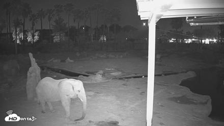 Reid Park Zoo Elephant Mudpit Live Webcam - Sep 5, 2026, 2:04am MST