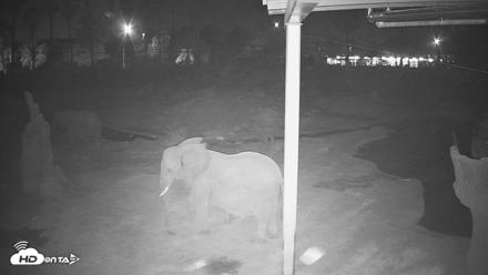 Reid Park Zoo Elephant Mudpit Live Webcam - Jun 11, 2026, 11:59pm MST