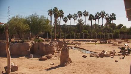 Reid Park Zoo Elephant Mudpit Live Webcam - Oct 29, 2025, 2:16pm MST