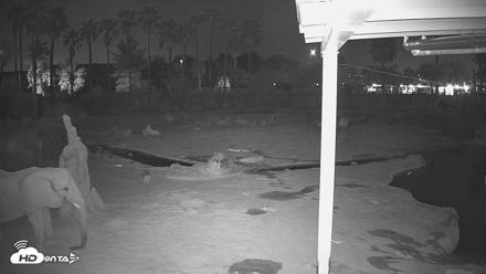 Reid Park Zoo Elephant Mudpit Live Webcam - Sep 6, 2026, 1:56am MST