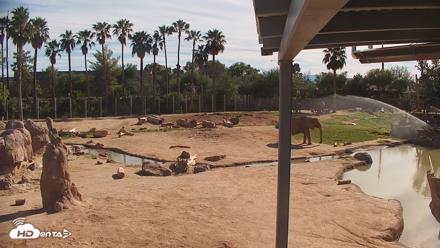 Reid Park Zoo Elephant Mudpit Live Webcam - Sep 26, 2026, 3:28pm MST
