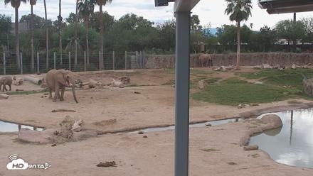 Reid Park Zoo Elephant Mudpit Live Webcam - Sep 27, 2026, 3:42pm MST