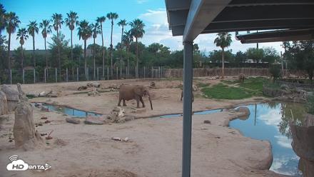 Reid Park Zoo Elephant Mudpit Live Webcam - Jul 22, 2026, 6:07pm MST