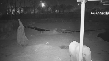 Reid Park Zoo Elephant Mudpit Live Webcam - Dec 19, 2025, 3:21am MST