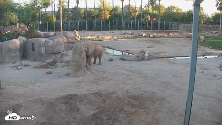 Reid Park Zoo Elephant Mudpit Live Webcam - Sep 19, 2026, 5:54pm MST