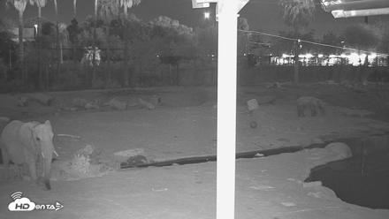 Reid Park Zoo Elephant Mudpit Live Webcam - Sep 23, 2026, 9:13pm MST