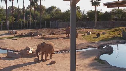 Reid Park Zoo Elephant Mudpit Live Webcam - Oct 21, 2025, 4:32pm MST