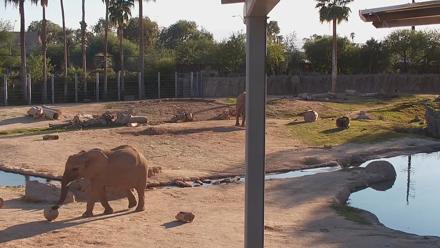 Reid Park Zoo Elephant Mudpit Live Webcam - Oct 21, 2025, 4:32pm MST