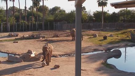 Reid Park Zoo Elephant Mudpit Live Webcam - Oct 21, 2025, 4:31pm MST