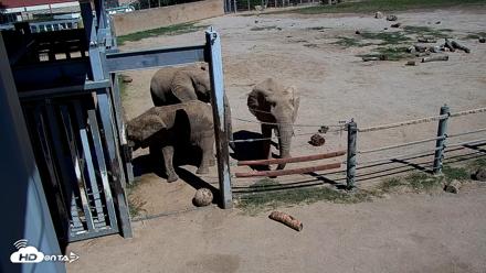 Reid Park Zoo Elephant Mudpit Live Webcam - Oct 8, 2026, 12:36pm MST