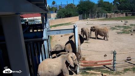Reid Park Zoo Elephant Mudpit Live Webcam - Oct 15, 2026, 12:53pm MST