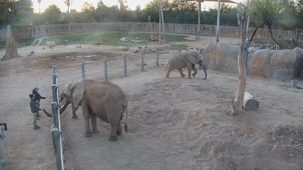 Reid Park Zoo Elephant Mudpit Live Webcam - Mar 7, 2026, 6:58am MST