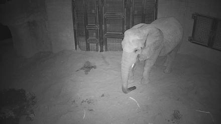 Reid Park Zoo Elephant Mudpit Live Webcam - Dec 30, 2025, 8:23pm MST