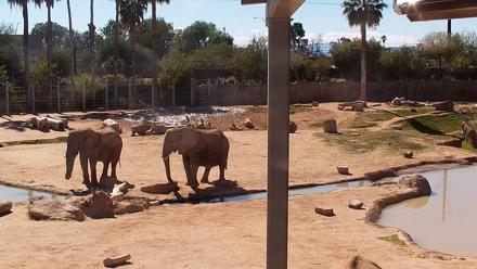 Reid Park Zoo Elephant Mudpit Live Webcam - Feb 8, 2026, 12:57pm MST
