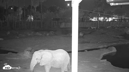 Reid Park Zoo Elephant Mudpit Live Webcam - Sep 12, 2026, 9:22pm MST