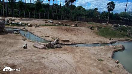 Reid Park Zoo Elephant Mudpit Live Webcam - Oct 13, 2026, 10:59am MST