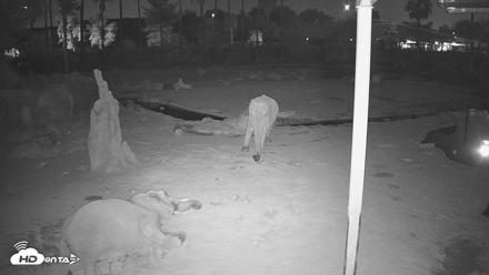 Reid Park Zoo Elephant Mudpit Live Webcam - Sep 20, 2026, 11:49pm MST