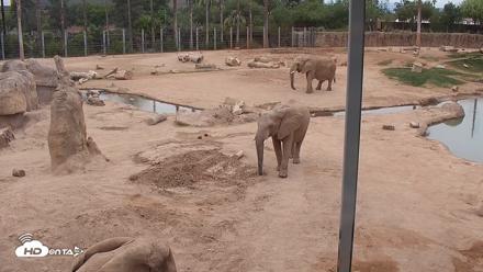 Reid Park Zoo Elephant Mudpit Live Webcam - May 3, 2026, 1:19pm MST