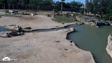 Reid Park Zoo Elephant Mudpit Live Webcam - Oct 17, 2026, 9:26am MST
