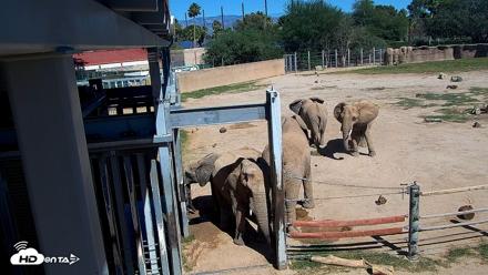 Reid Park Zoo Elephant Mudpit Live Webcam - Oct 15, 2026, 12:52pm MST
