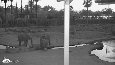 Reid Park Zoo Elephant Mudpit Live Webcam - Sep 24, 2026, 6:43pm MST