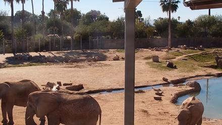 Reid Park Zoo Elephant Mudpit Live Webcam - Dec 9, 2025, 1:07pm MST