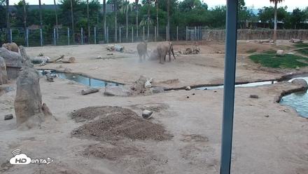Reid Park Zoo Elephant Mudpit Live Webcam - May 19, 2026, 6:41pm MST