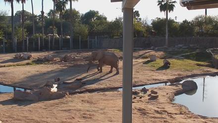 Reid Park Zoo Elephant Mudpit Live Webcam - Nov 30, 2025, 4:07pm MST