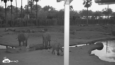Reid Park Zoo Elephant Mudpit Live Webcam - Sep 24, 2026, 6:43pm MST