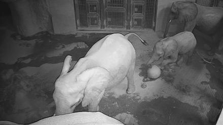 Reid Park Zoo Elephant Mudpit Live Webcam - Nov 28, 2025, 10:40pm MST