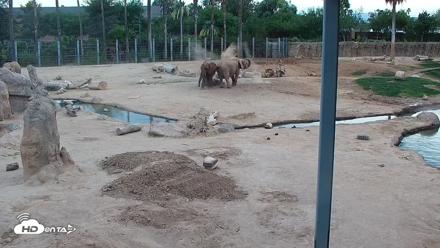Reid Park Zoo Elephant Mudpit Live Webcam - May 19, 2026, 6:41pm MST