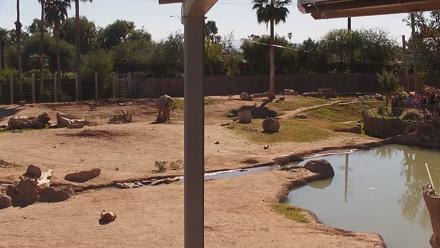 Reid Park Zoo Elephant Mudpit Live Webcam - Nov 1, 2025, 2:45pm MST