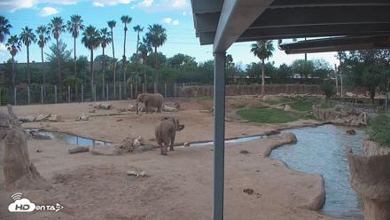 Reid Park Zoo Elephant Mudpit Live Webcam - Jun 25, 2026, 5:49pm MST