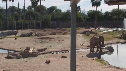 Reid Park Zoo Elephant Mudpit Live Webcam - Nov 3, 2025, 2:57pm MST