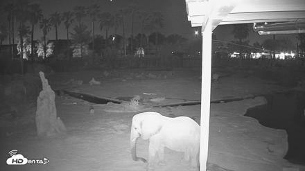 Reid Park Zoo Elephant Mudpit Live Webcam - Sep 5, 2026, 10:47pm MST