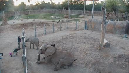 Reid Park Zoo Elephant Mudpit Live Webcam - Mar 7, 2026, 6:59am MST