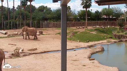Reid Park Zoo Elephant Mudpit Live Webcam - Sep 24, 2026, 11:59am MST
