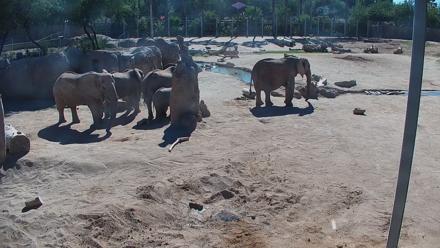 Reid Park Zoo Elephant Mudpit Live Webcam - Nov 7, 2025, 12:50pm MST