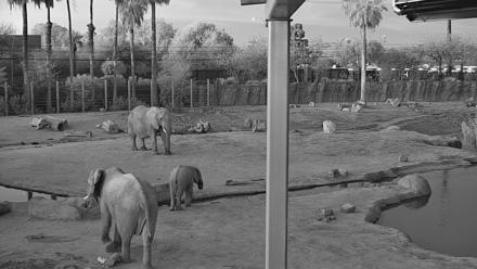 Reid Park Zoo Elephant Mudpit Live Webcam - Mar 1, 2026, 6:34am MST