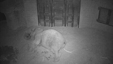 Reid Park Zoo Elephant Mudpit Live Webcam - Dec 30, 2025, 9:16pm MST