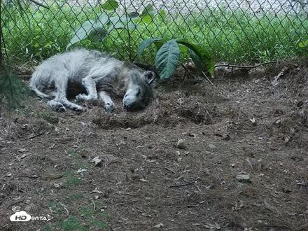 Wolf Center - Group 2 Wolves Live Webcam - Jun 10, 2026, 7:46pm EDT