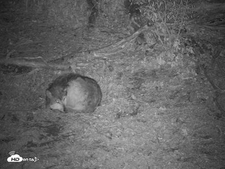 Wolf Center - Group 2 Wolves Live Webcam - May 1, 2026, 11:00pm EDT