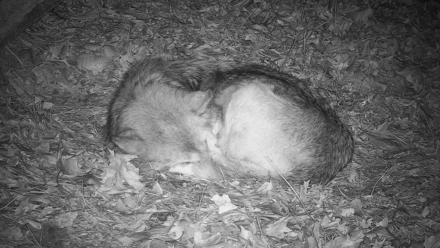 Wolf Center - Group 2 Wolves Live Webcam - Nov 18, 2025, 7:56pm EST